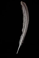 black long bird feather