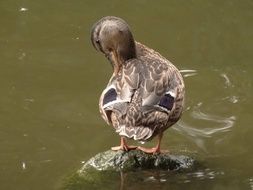 cute lovely Ducks Wild