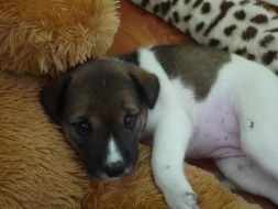 sweet puppy lying on the soft toy