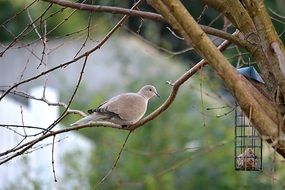 white dove on a branch close-up on blurred background