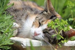 the cat is sleeping among the green grass