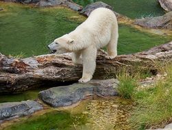 Polar Bear in Zoo