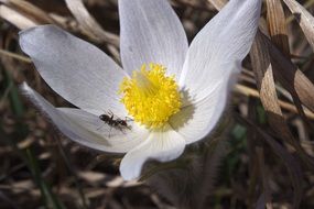 Flower Ant