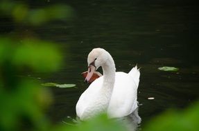 elegant white swan on the pond