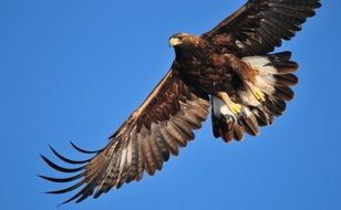 Golden Eagle Soaring in blue sky portrait