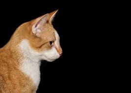 brown cat in profile on a black background