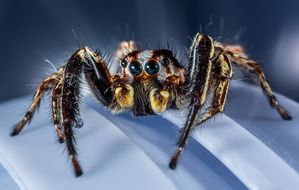 Small spider with big eyes