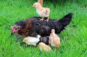 sweet yellow chicks on the back of the hen