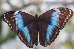 exotic black butterfly with blue stripes