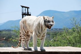 white tiger growls