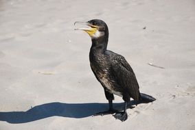 cormorant in natural environment