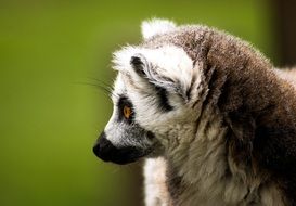 portrait of a ring tailed lemur in Madagascar
