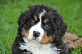 sweet poppy of bernese mountain dog
