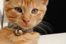 Close-up of the ginger kitten with long whiskers