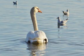 white swan and the white gulls on the lake