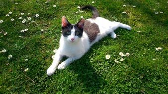 black and white kitten on the blooming lawn