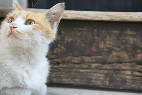domestic cat lies on wooden steps