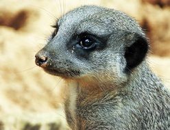 meerkat portrait on stone background