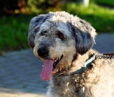 herding dog with tongue hanging out