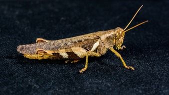 grasshopper on a black surface