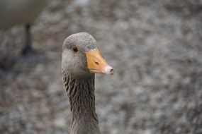 Head of the grey goose