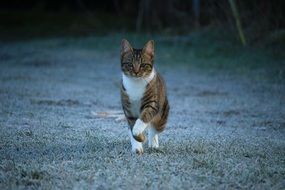 domestic cat walking on the frosted grass