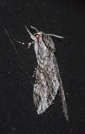 moth on a black background