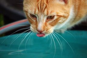 domestic red cat drinking water