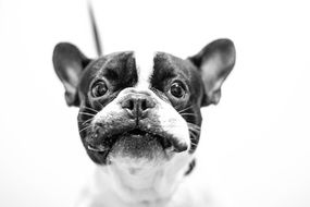 french bulldog on a white background