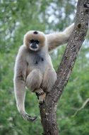 furry monkey on a tree