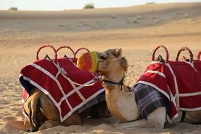 camel with a red saddle and a multi-colored muzzle