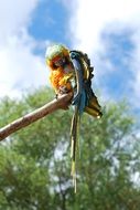 Parrot Bird in the wildlife