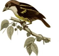 illustration of a perched brown bird