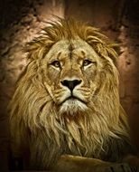 lion head on a dark background