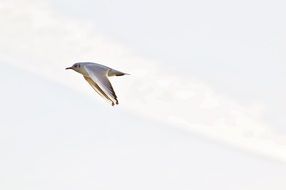 seagull in flight on a white sky