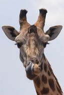 face of a giraffe close up