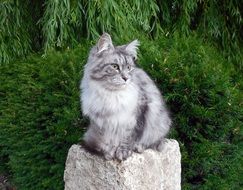 grey fluffy domestic cat