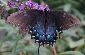 hybrid black butterfly sailboat on a flower