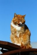 red cat sitting on the roof