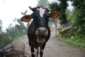 head of a black farm cow