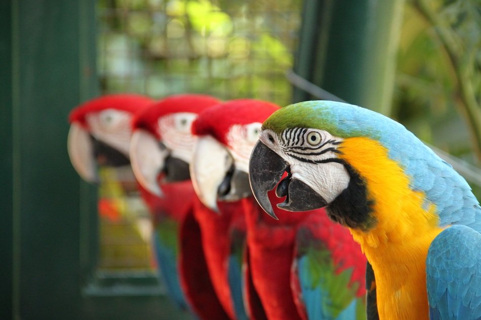 parrots in the rainforest