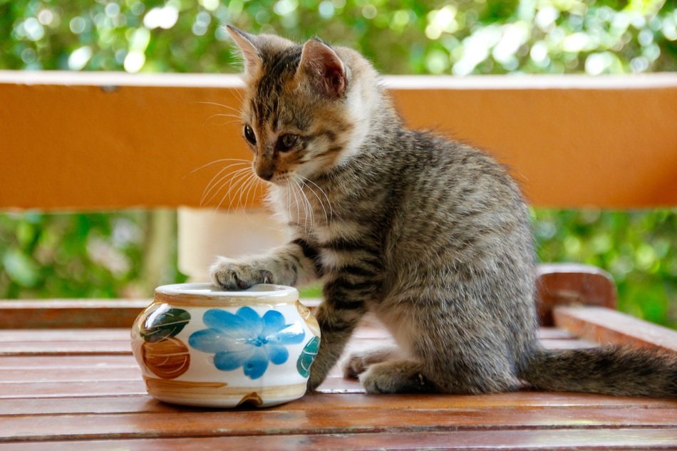 sweet kitten on the table