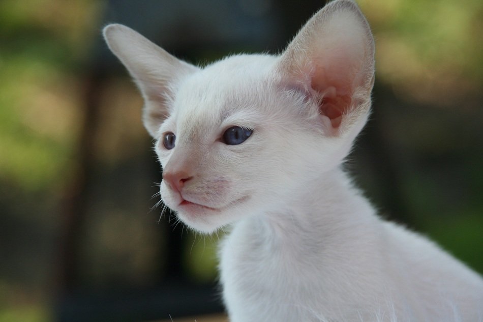 white kitten on the air