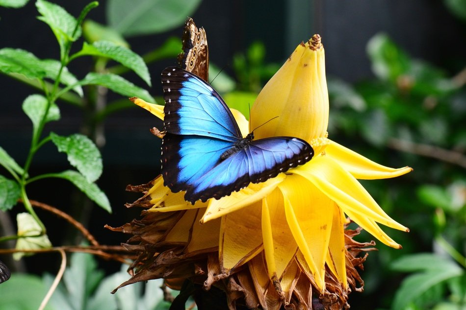 Blue morpho on the banana flower
