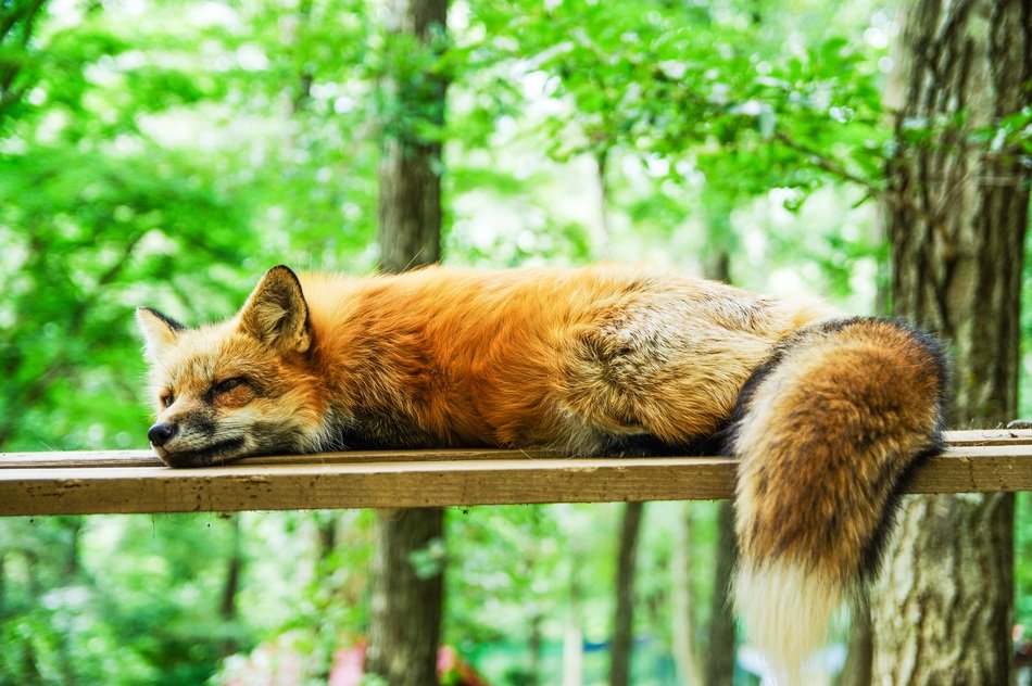 perfect beautifu lFox Sleep