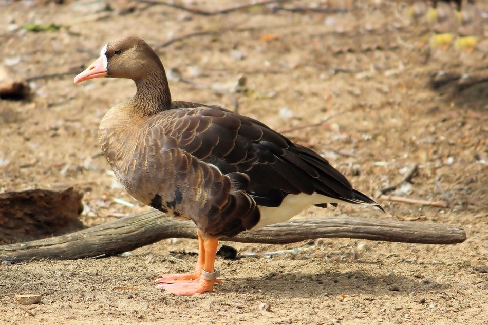 White-fronted goose in Berlin