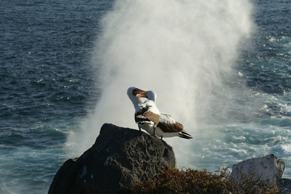 Albatrosses in Ecuador
