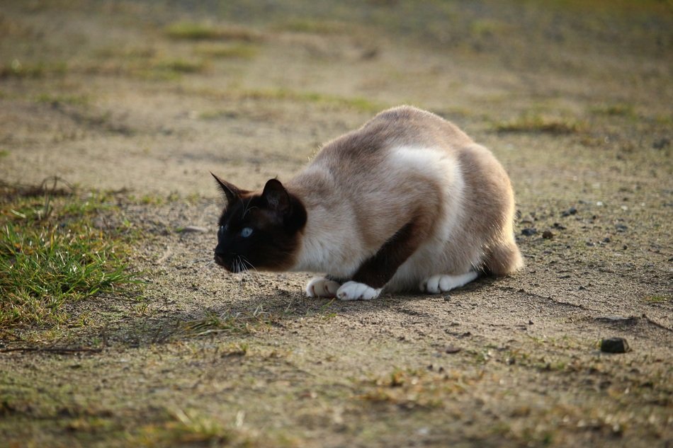 hunting domestic siamese cat