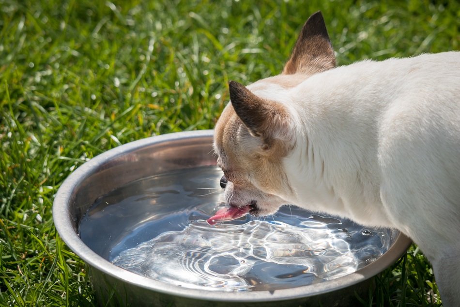 cute Chihuahua with Tongue drinking water