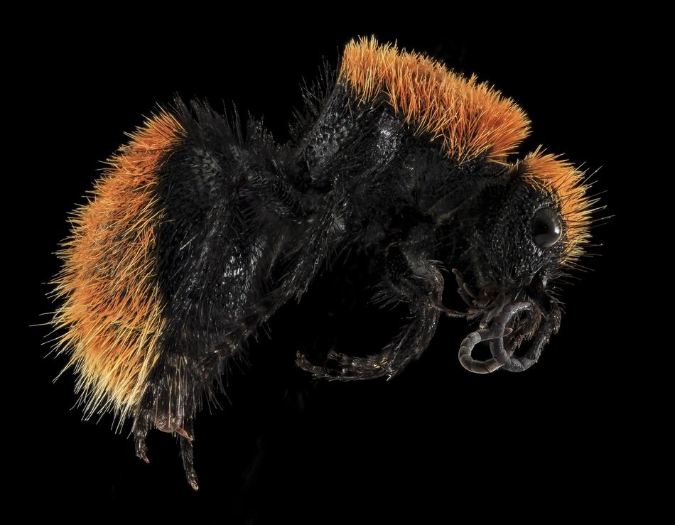 Macro photography of Wasp on black background